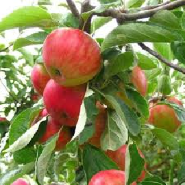 Organic Gala Apple