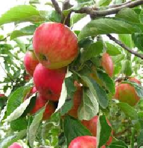 Organic Gala Apple